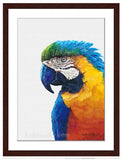 Macaw painting with walnut frame by wildlife artist Kathie Miller. Prints available. 