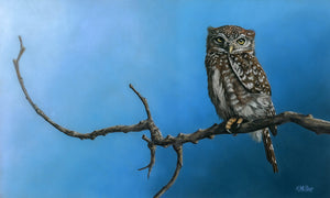 Original 15” x 9” life size pastel portrait of a Northern Pygmy owl by award winning artist Kathie Miller. Rendered in a photo realistic style.  Prints available.