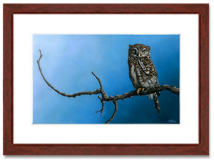 Pastel portrait print of a Northern Pygmy Owl with a mahogany frame and 2” white mat. Rendered in a photo realistic style by award winning artist Kathie Miller.