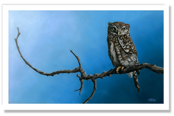 Pastel portrait print of a Northern Pygmy Owl. Rendered in a photo realistic style by award winning artist Kathie Miller.