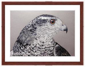Northern Goshawk painting with mohogany frame by wildlife artist Kathie Miller. Prints available.