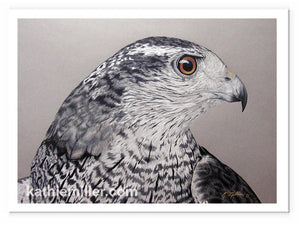 Northern Goshawk painting by wildlife artist Kathie Miller. Prints available.