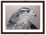 Northern Goshawk painting with walnut frame by wildlife artist Kathie Miller. Prints available.