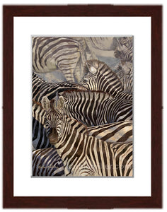 'On the Move' Plains Zebra painting fine art print by awarded winning artist Kathie Miller