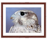 Prairie Falcon painting with mohogany frame by wildlife artist Kathie Miller.  Prints available.