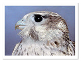 Prairie Falcon painting by wildlife artist Kathie Miller.  Prints available.