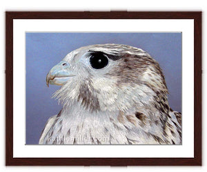 Prairie Falcon painting with walnut frame  by wildlife artist Kathie Miller.  Prints available.