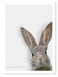 Rabbit painting nursery art by wildlife artist Kathie Miller. Perfect for the nursery or child's room. Prints available. 