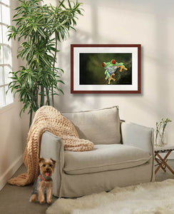 Red Eyed Tree Frog by award winning artist Kathie Miller