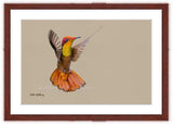  Ruby Topaz Hummingbird painting with mohogany frame by wildlife artist Kathie Miller. Prints available.