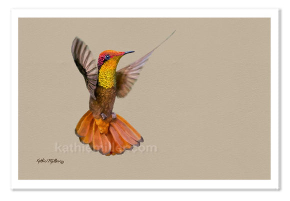  Ruby Topaz Hummingbird painting by wildlife artist Kathie Miller. Prints available.