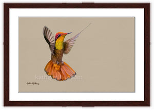  Ruby Topaz Hummingbird painting with walnut frame by wildlife artist Kathie Miller. Prints available.