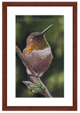 Rufous Hummingbird pastel art with mahogany frameby award winning artist Kathie Miller.