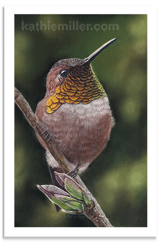 Rufous Hummingbird pastel art by award winning artist Kathie Miller.