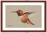 Rufus hummingbird painting with mohogany frame by wildlife artist Kathie Miller. Prints available. 