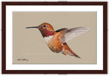 Rufus hummingbird painting with walnut frame by wildlife artist Kathie Miller. Prints available. 