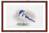 Scrub Jay painting with mohogany frame by wildlife artist Kathie Miller. Prints available. 