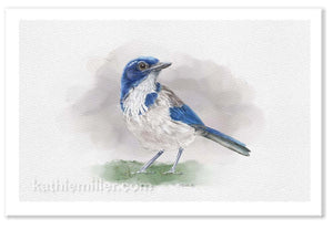 Scrub Jay painting by wildlife artist Kathie Miller. Prints available. 