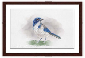 Scrub Jay painting with walnut frame by wildlife artist Kathie Miller. Prints available. 