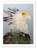 Secretary Bird painting by wildlife artist Kathie Miller.  Prints available.