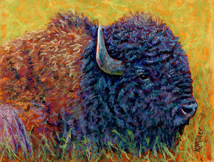 Original 8” x 6” pastel portrait of an American bison laying in the grass by award winning artist Kathie Miller. Contemporary style using bold strokes and bright colors. Prints available.