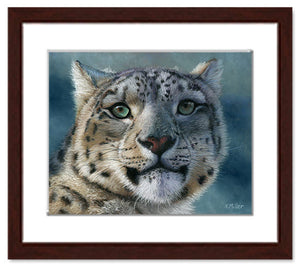 Snow Leopard Portrait | Fine Art Prints