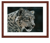 Snow Leopard Portrait with mahogany frame by award winning artist Kathie Miller.