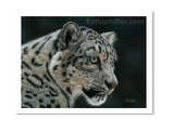 Snow Leopard Portrait by award winning artist Kathie Miller.