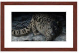 Snow Leopard painting with mohogany frame by award winning artist Kathie Miller. Prints available.