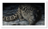 Snow Leopard painting by award winning artist Kathie Miller. Prints available.