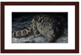 Snow Leopard painting with walnut frame  by award winning artist Kathie Miller. Prints available.