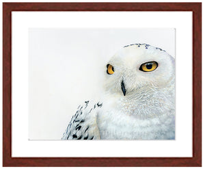 Snowy Owl | Fine Art Print