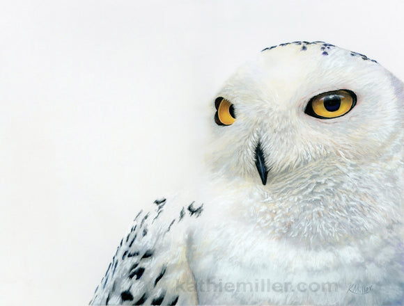 Snowy Owl orginal pastel 14.5