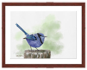 Splendid Fairy Wren painting with mohogany frame by award winning artist Kathie Miller. Prints available.