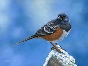 Original pastel portrait of a Spotted Towhee rendered in a photo realistic style by award winning artist Kathie Miller. 