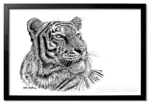 Tiger Portrait - Ink painting with black frame by wildlife artist Kathie Miller. Prints avaiable