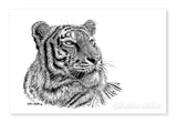 Tiger Portrait - Ink painting by wildlife artist Kathie Miller. Prints avaiable