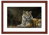 Tiger in the moring light painting with mohogany frame  by award winning artist Kathie Miller. Prints available.