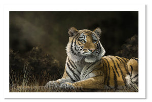 Tiger in the moring light painting by award winning artist Kathie Miller. Prints available.