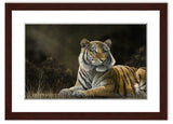 Tiger in the moring light painting with walnut frame by award winning artist Kathie Miller. Prints available.