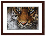 Tiger Portrait II painting with walnut frame by award winning artist Kathie Miller. Prints available.