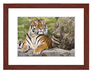 Tiger and the  Buddah painting with mohogany frame by award winning artist Kathie Miller. Prints available.
