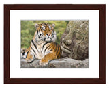 Tiger and the  Buddah painting with walnut frame by award winning artist Kathie Miller. Prints available.