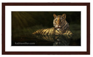 Tiger in the Water painting with walnut frame  by award winning artist Kathie Miller. Prints available.