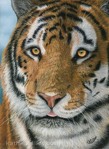 Tiger portrait original pastels by award winning artist Kathie Miller. Prints available