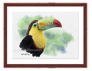 Toucan painting with mohogany frame by wildlife artist Kathie Miller. Prints available.