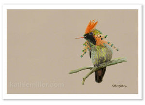 Tufted Coquette Hummingbird painting by wildlife artist Kathie Miller.  Prints available.