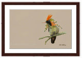 Tufted Coquette Hummingbird painting with walnut frame by wildlife artist Kathie Miller.  Prints available.