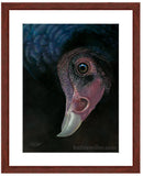 Pastel portrait print of a turkey vulture with a mahogany frame and 2” white mat. Rendered in a contemporary style using bold strokes and bright colors by award winning artist Kathie Miller. 