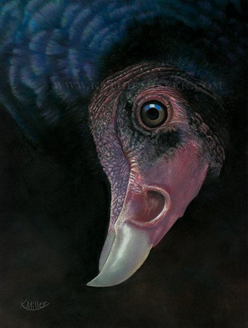 Turkey Vulture original pastel art by award winning artist Kathie Miller. Prints available.